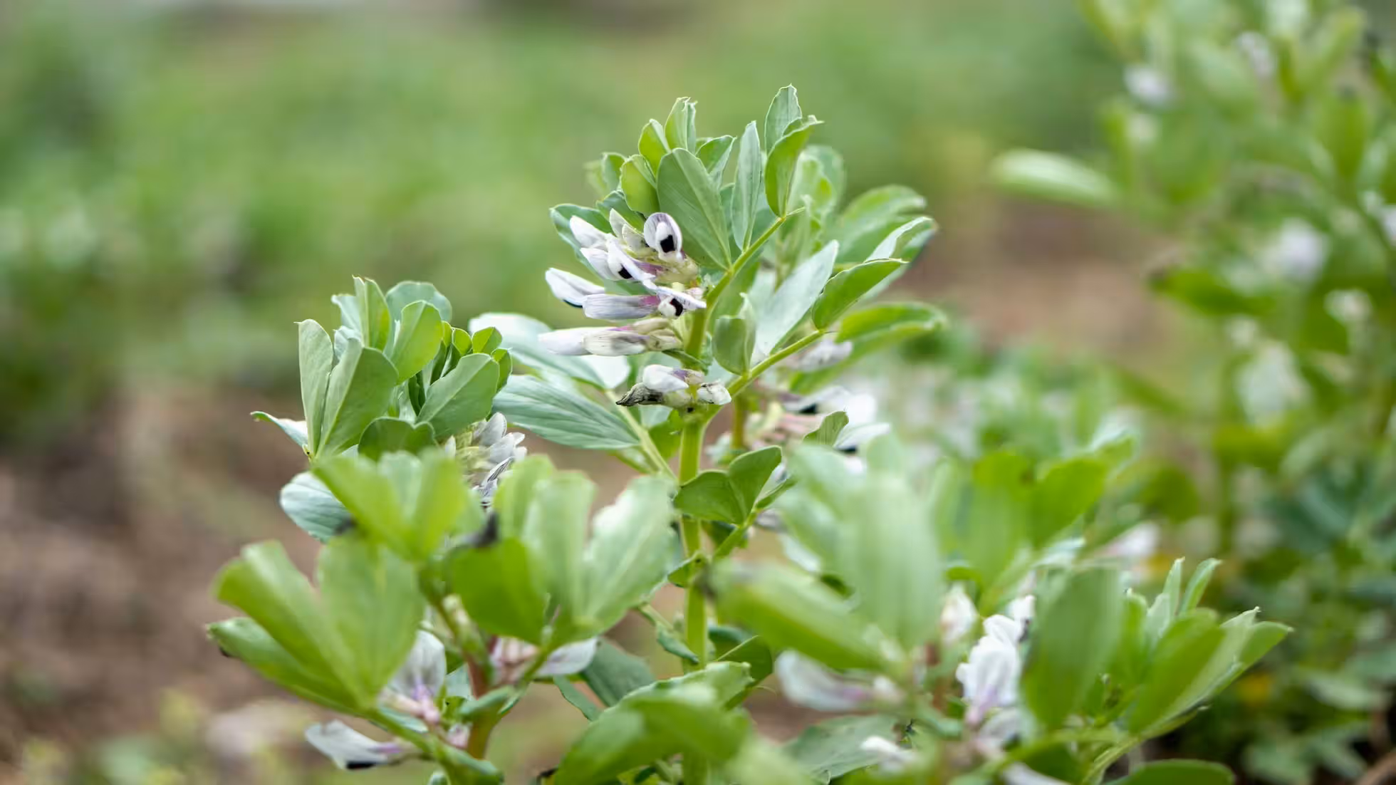 Yunhe - Rainy Season Green Manure Crop Management Guidelines