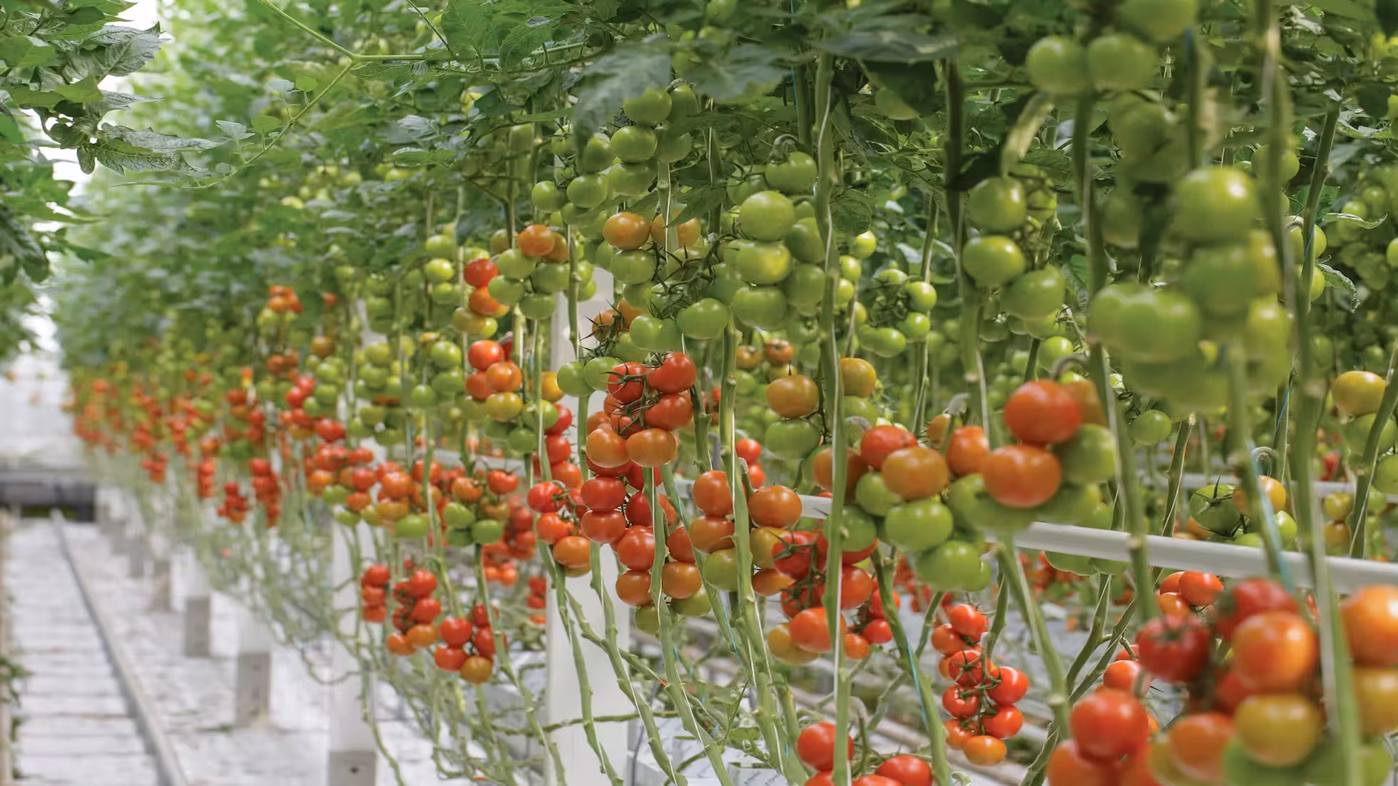 Yunhe - Key Technical Measures for Overwintering Vegetables to Handle Cold Wave Weather