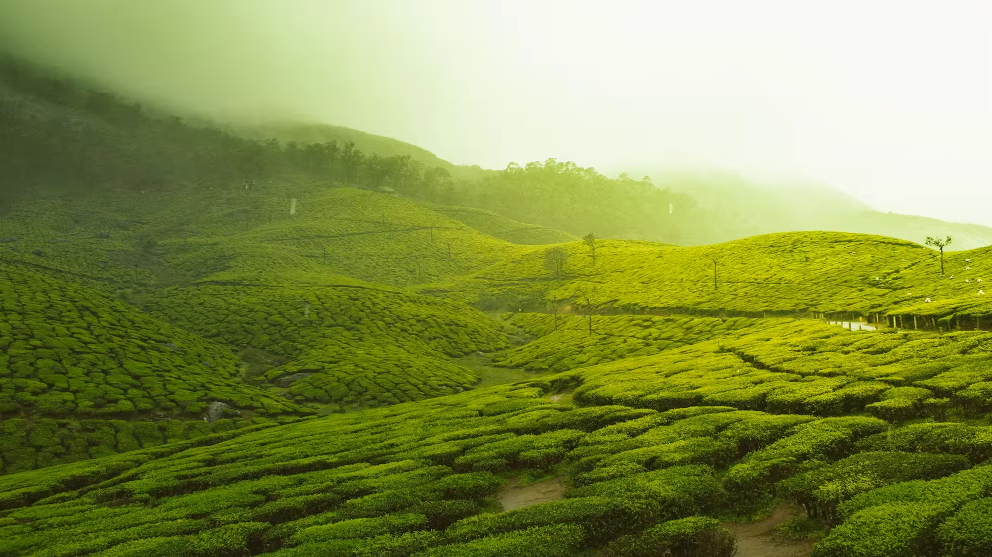 Yunhe - Trends and Pathways for the Development of Digital Agriculture