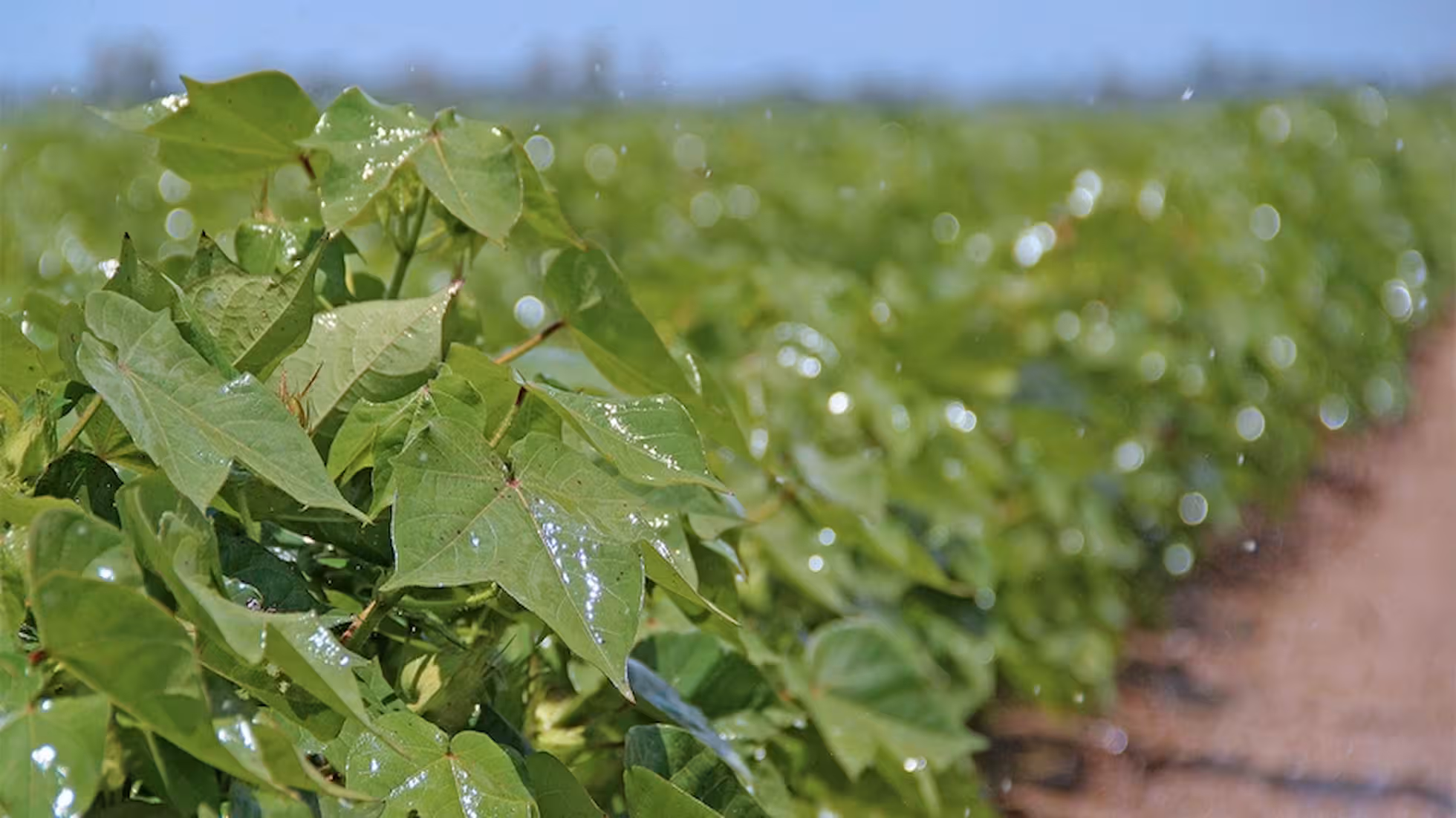 Yunhe - Spring Cultivation Management Techniques for Cotton