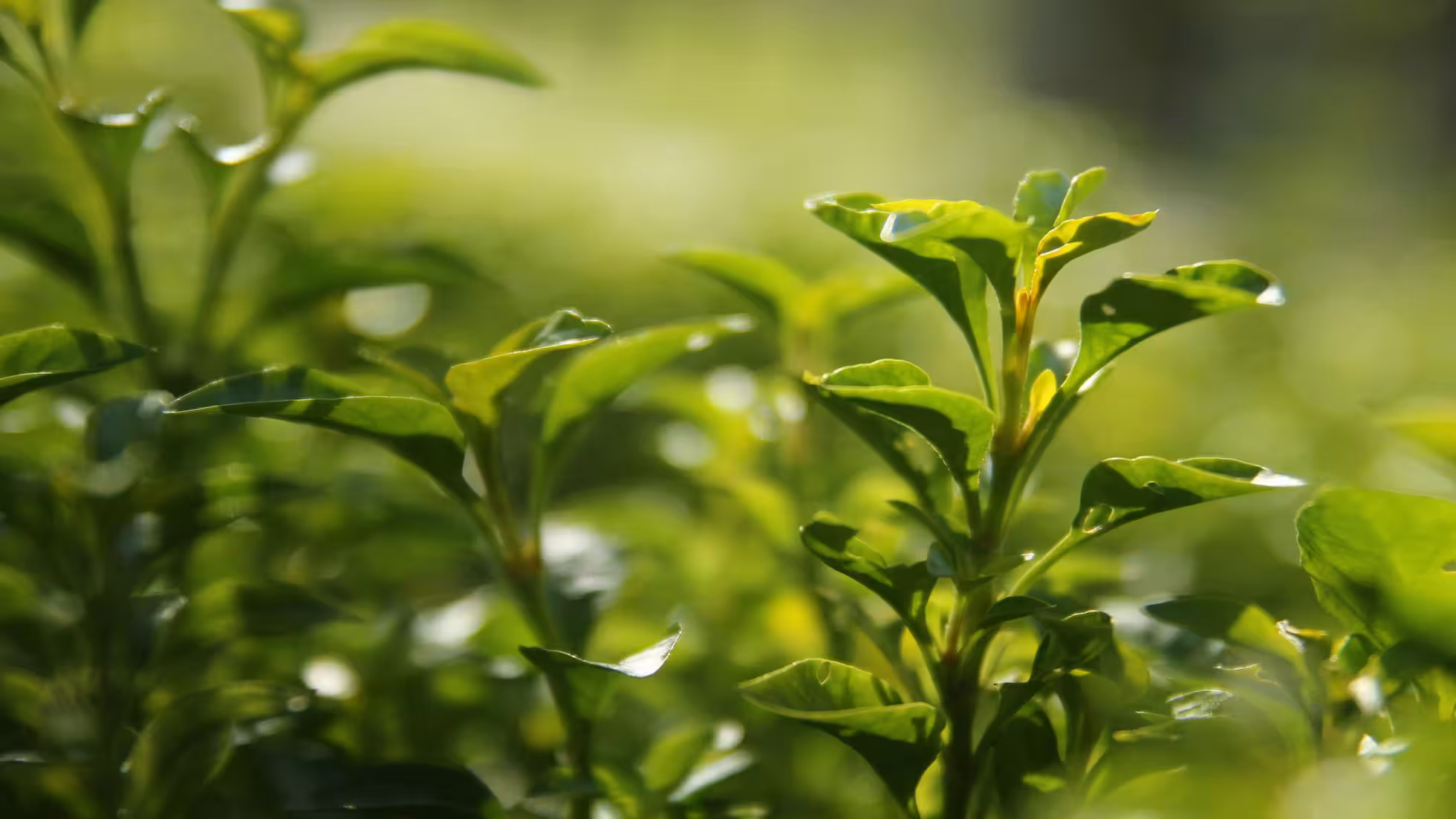 Yunhe - Spring Management Techniques for Tea Plants