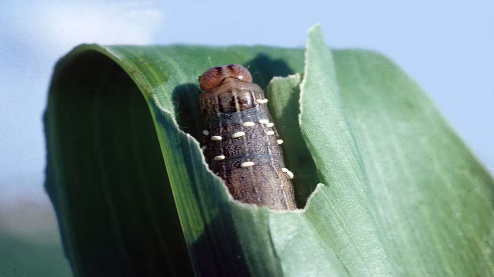 Yunhe - Identification and Control of Fall Armyworm