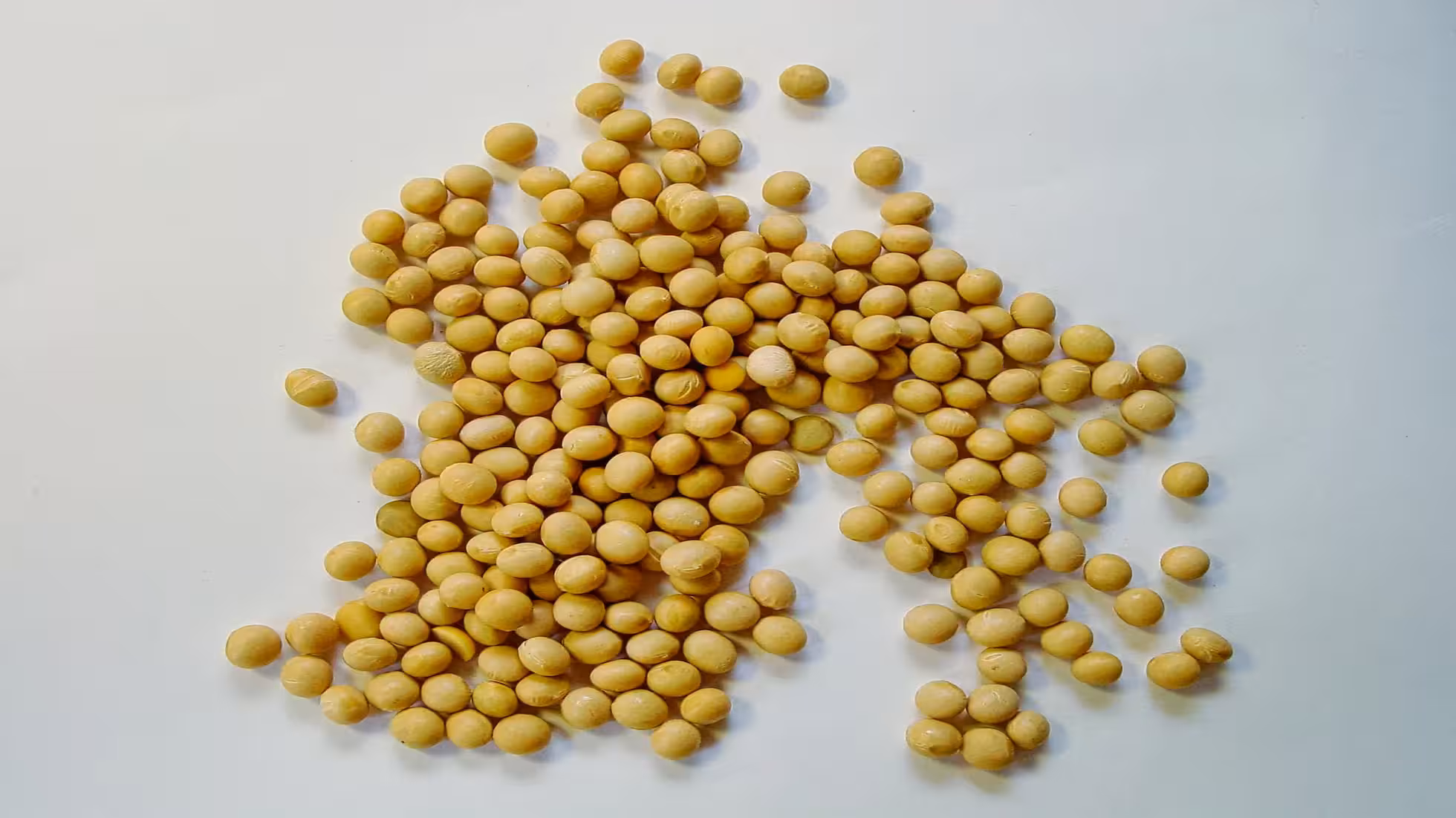 Yunhe - Spring Planting Techniques for Soybeans in Northeast China
