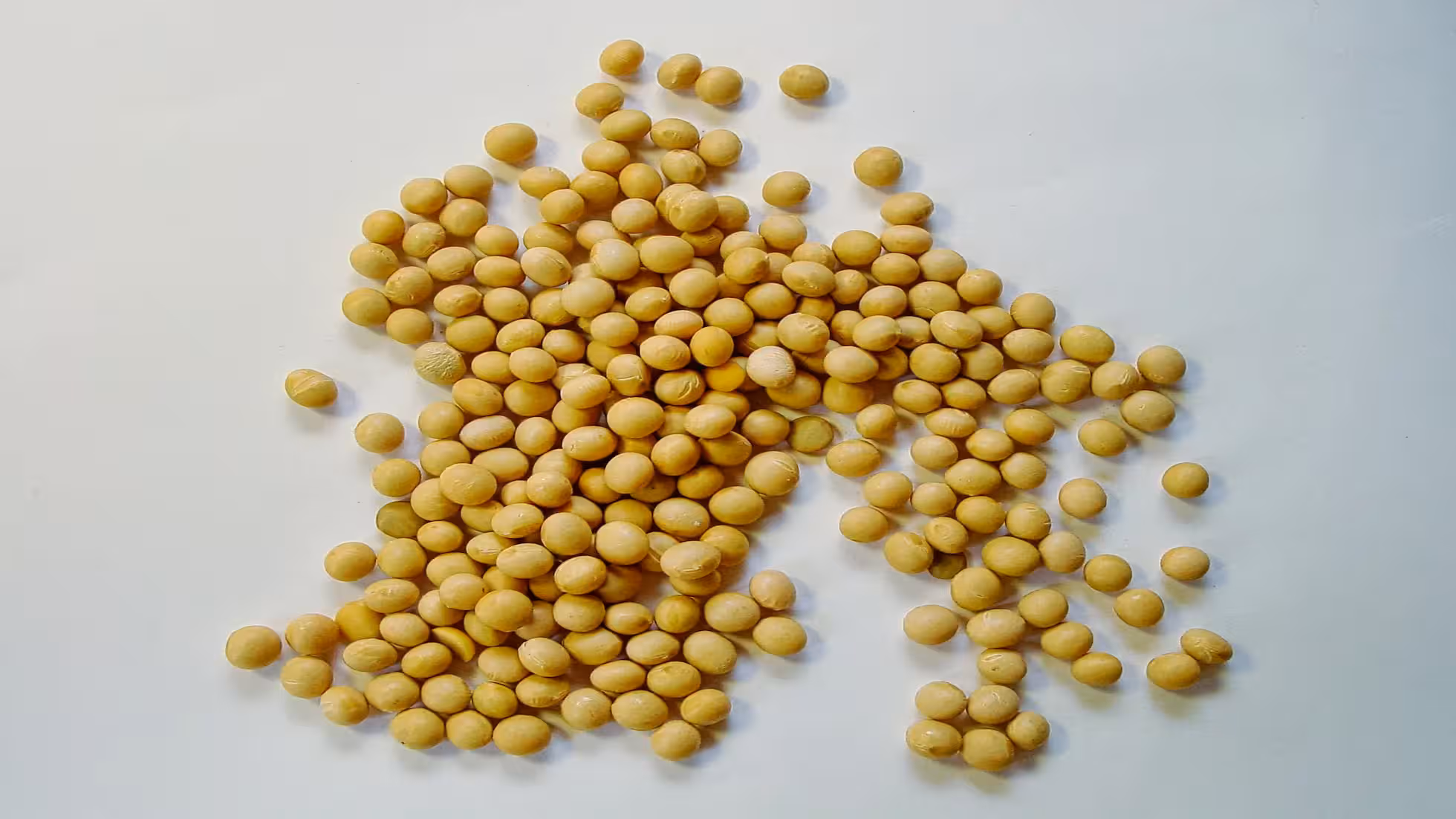 Yunhe - Spring Planting Techniques for Soybeans in Northeast China