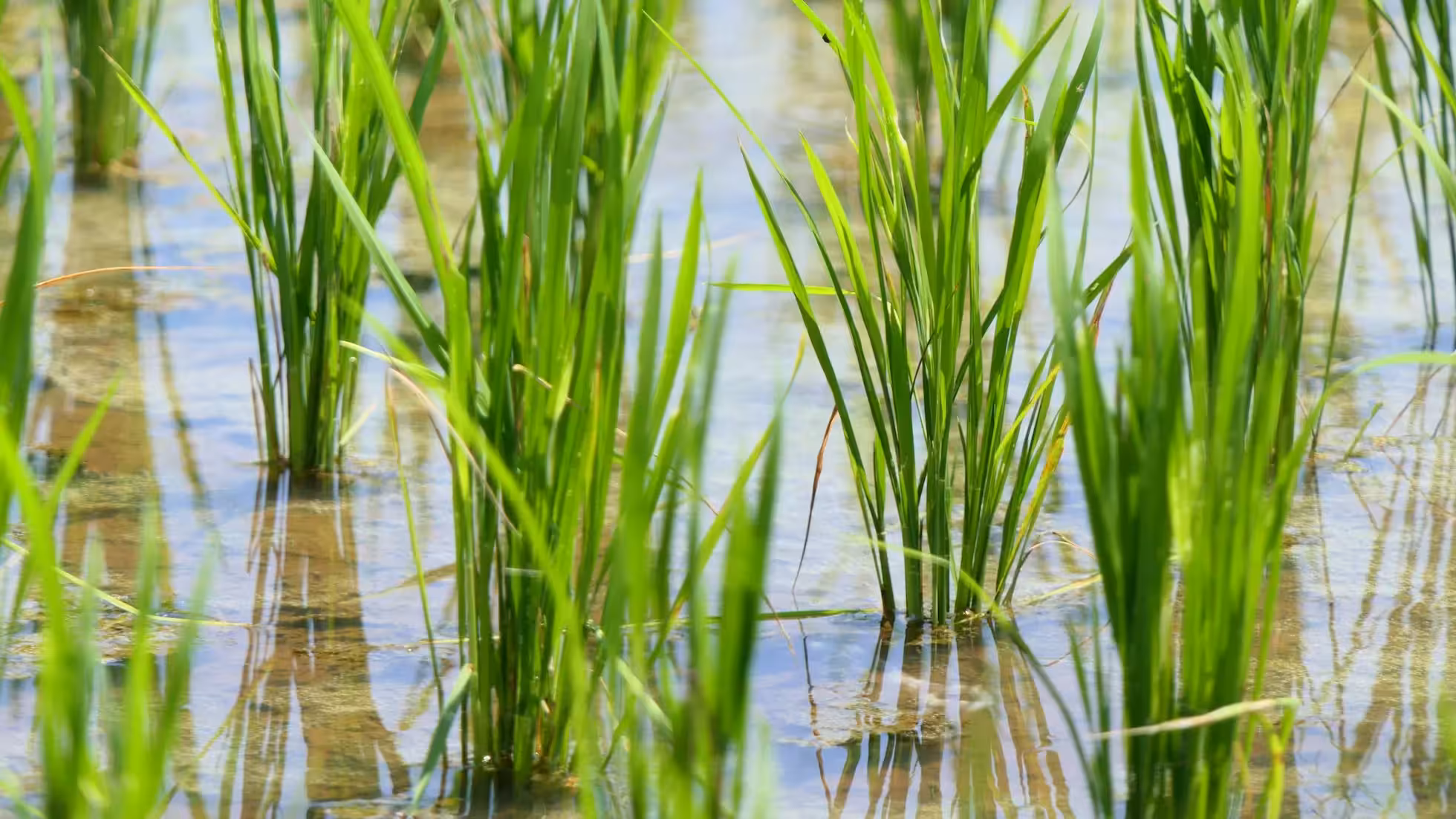 Yunhe - Techniques for Early Rice to Tackle Rain and Flooding