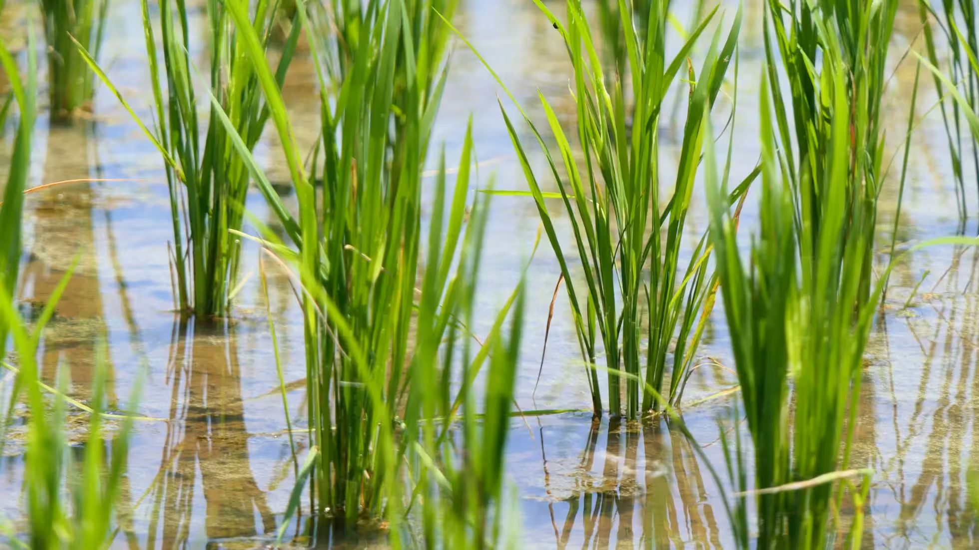 Yunhe - Techniques for Early Rice to Tackle Rain and Flooding
