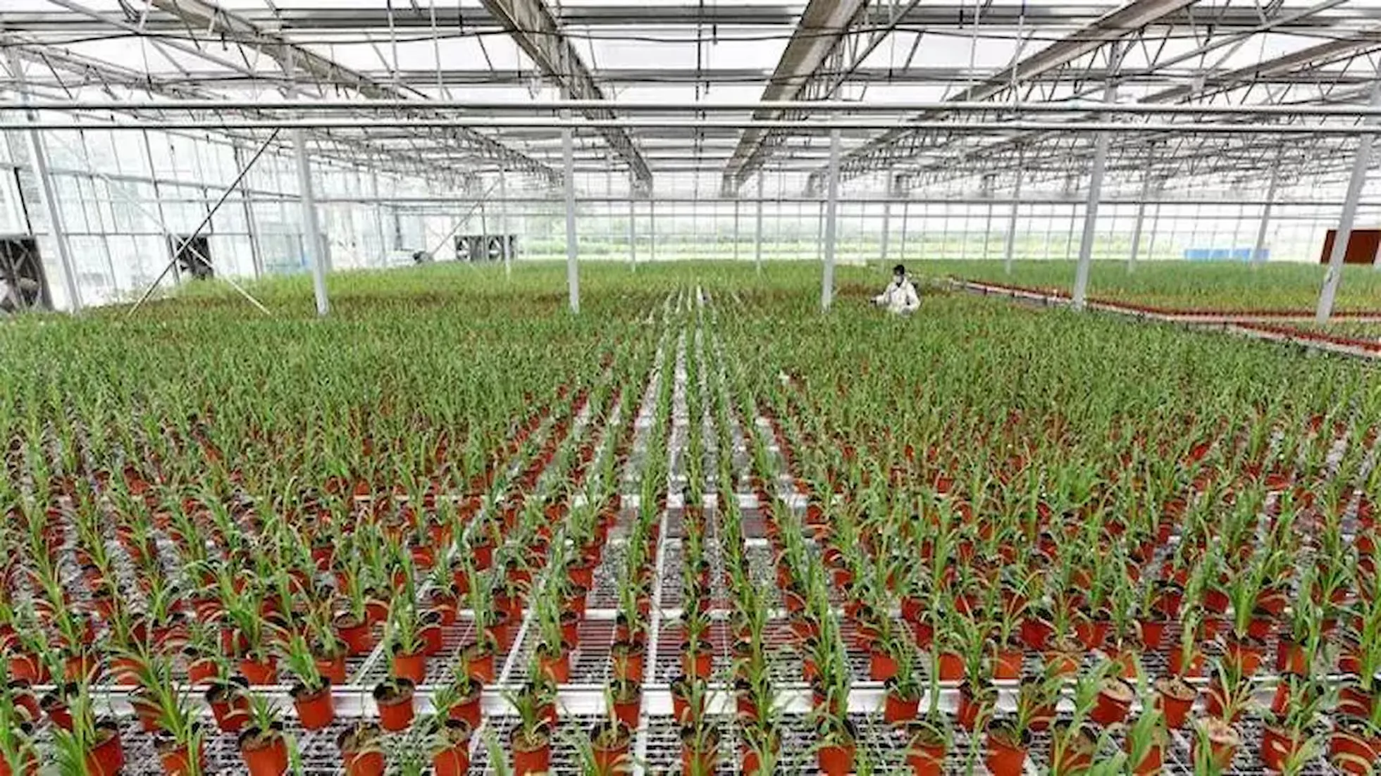 云合-持续低温阴雨寡照天气下花卉应对措施