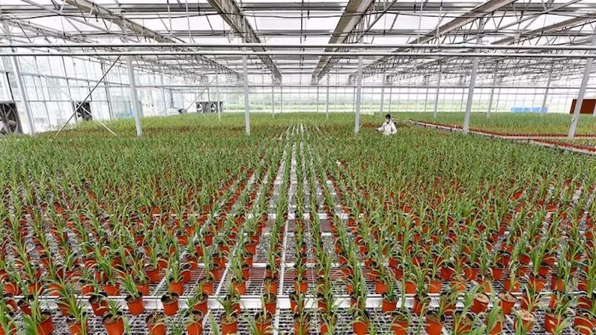Yunhe - Key Points for Preventing 'Late Spring Frost' and Frost Resistance in Fruits, Vegetables, and Tea during the Jingzhe Season