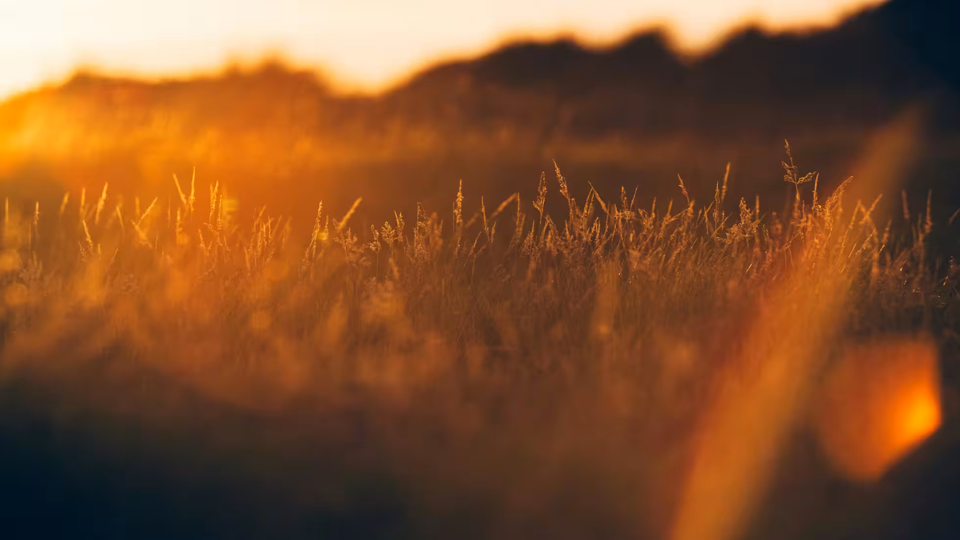 Yunhe - The Heatwave Has Begun! How to Protect Crops from High Temperatures