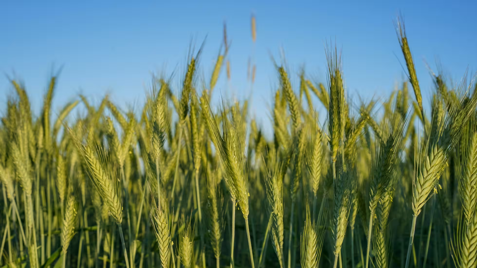 Yunhe - Prevention of 'Hot Dry Winds' in Huanghuaihai Wheat: Key Techniques