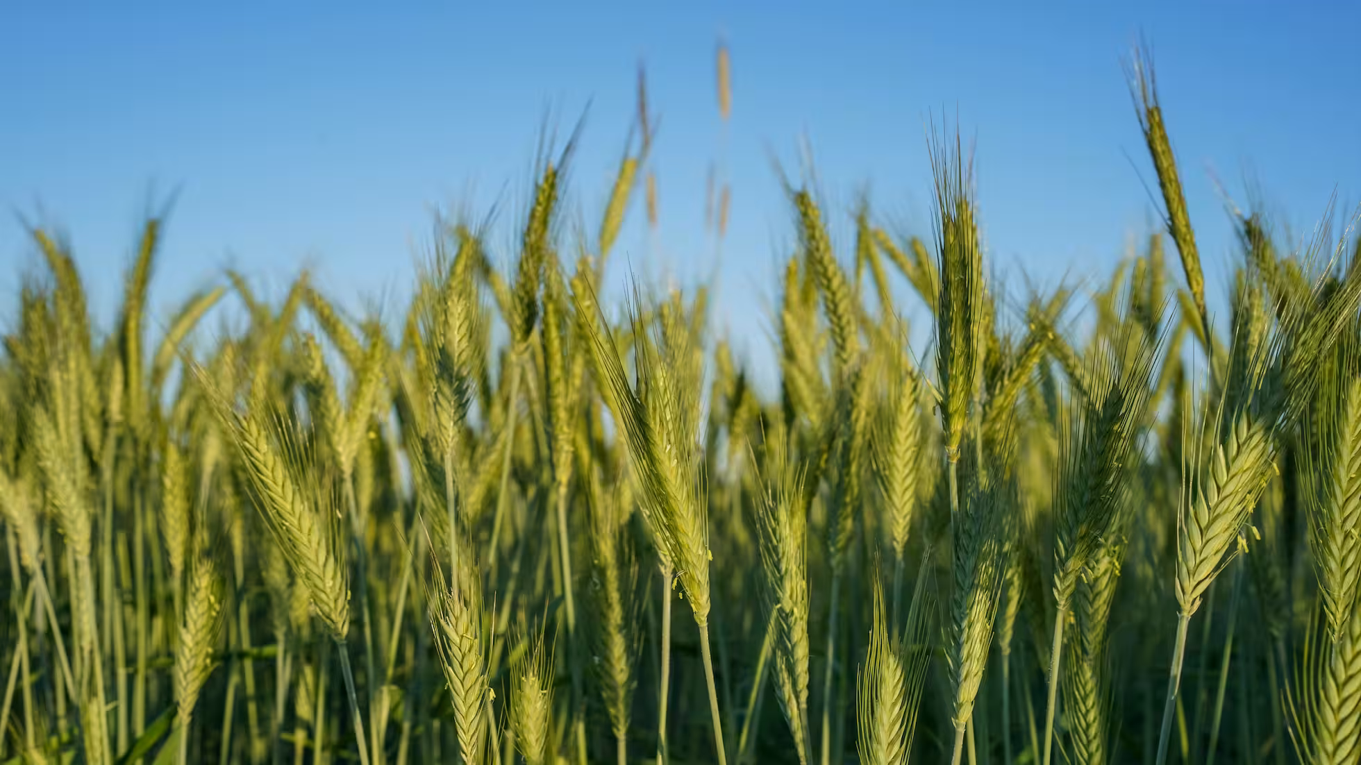 Yunhe - Prevention of 'Hot Dry Winds' in Huanghuaihai Wheat: Key Techniques