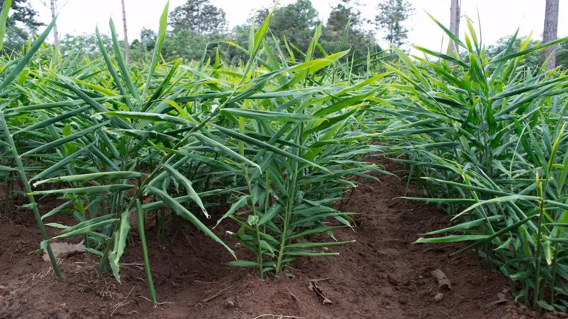 Yunhe - Nutrient Requirements and Fertilization Techniques for Ginger