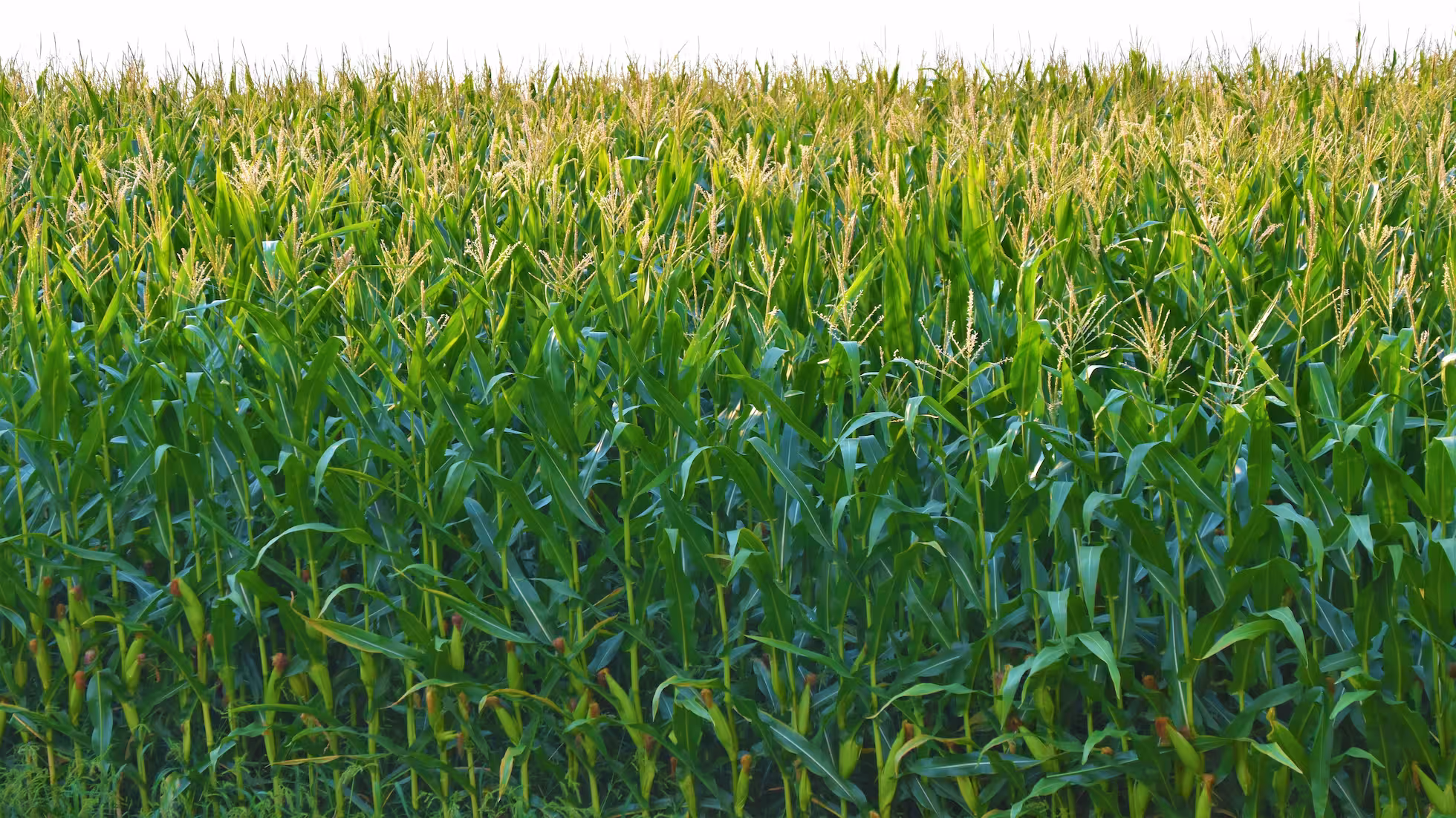 Yunhe - Flood Control and Disaster Mitigation Techniques for Corn in Southern China