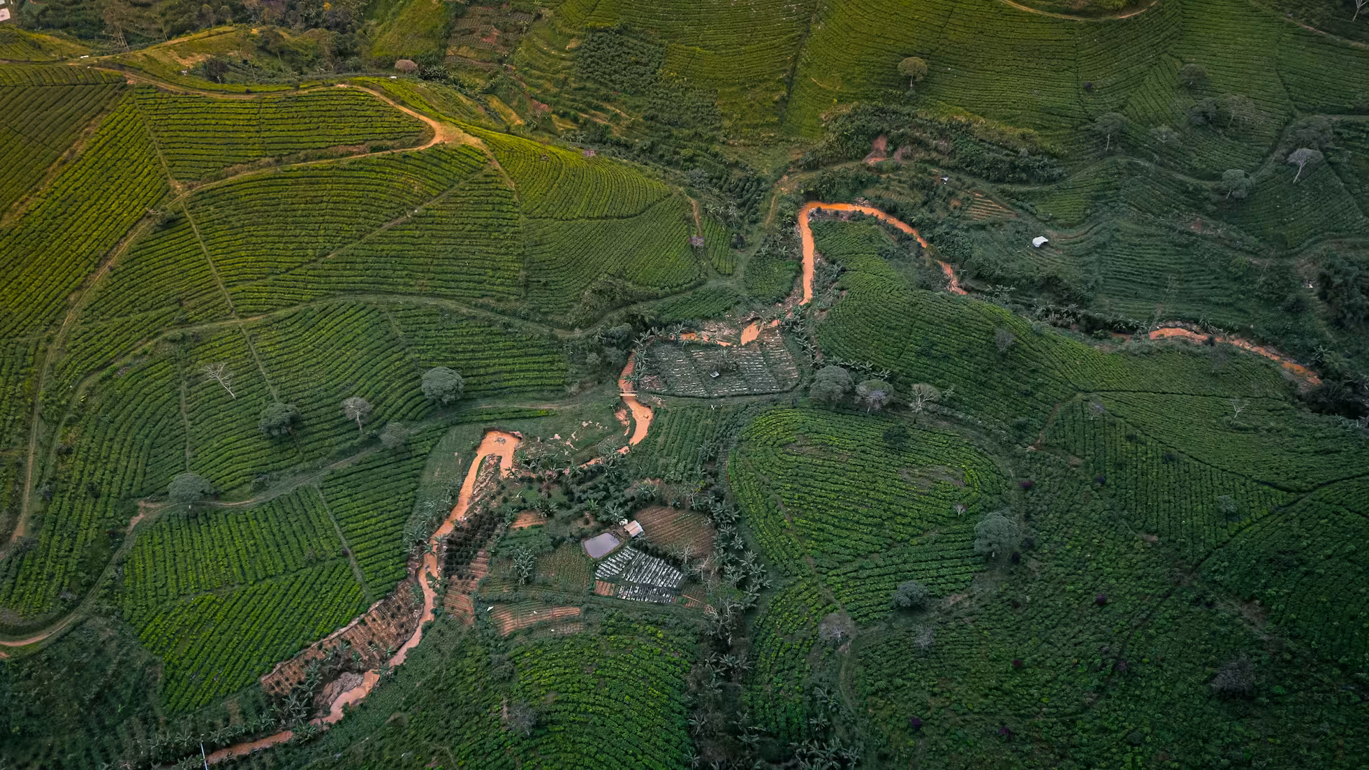 Yunhe - Key Technical Points for Tea Production in Summer and Autumn