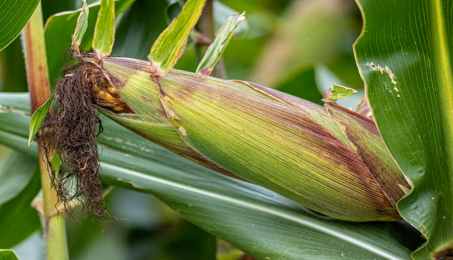 云合-秋粮“一喷多促”技术要点