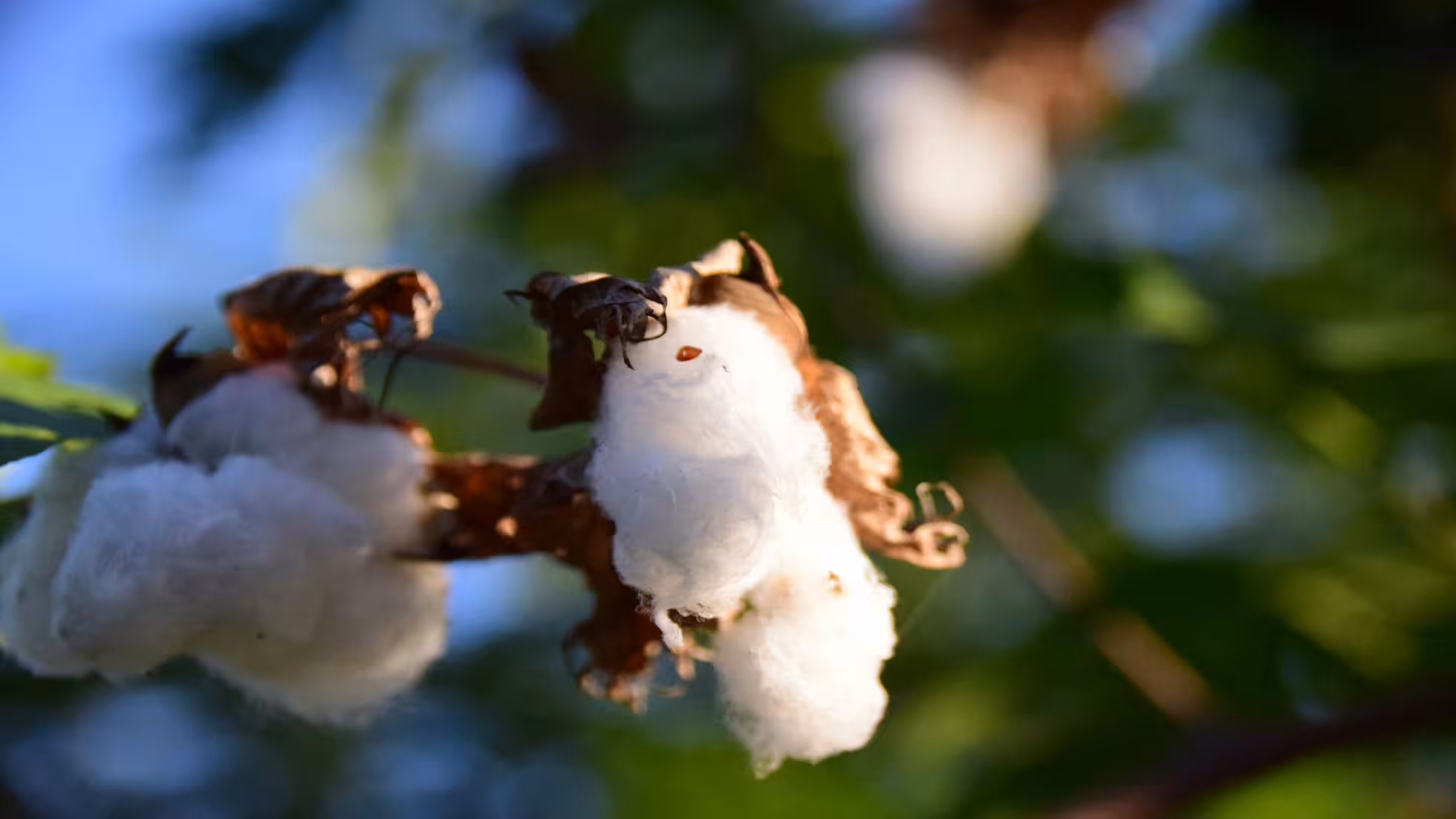 Yunhe - Key Techniques for Cotton Production in the Late Growth Stage