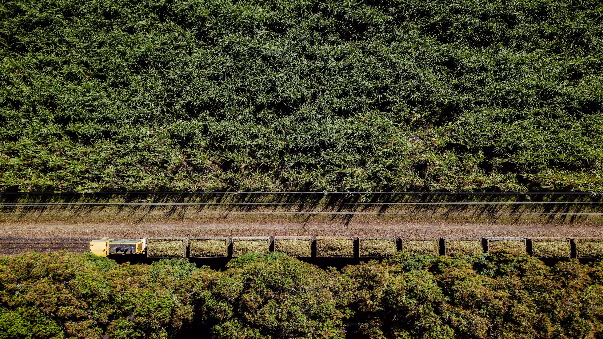 Yunhe - Key Technical Points for Sugarcane Production