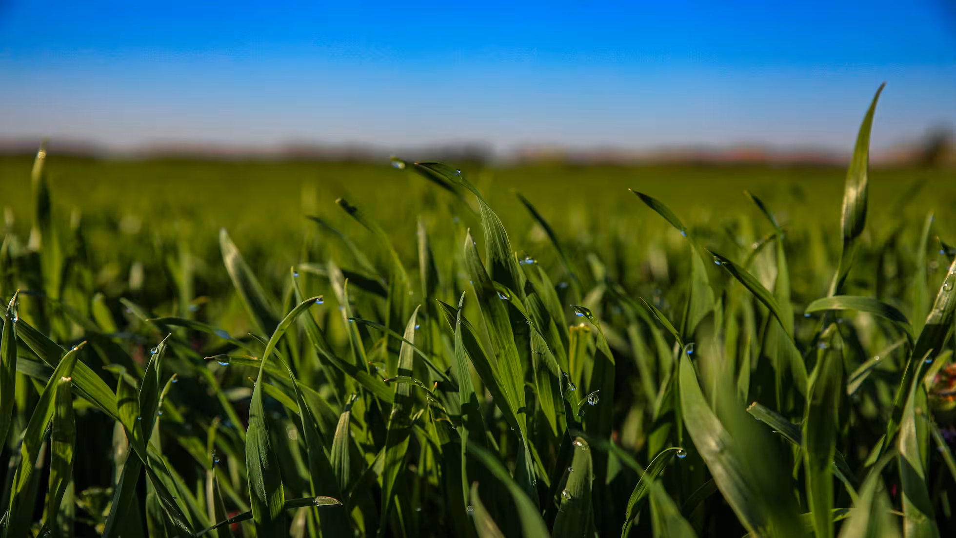 云合-冬小麦种植管理技术要点