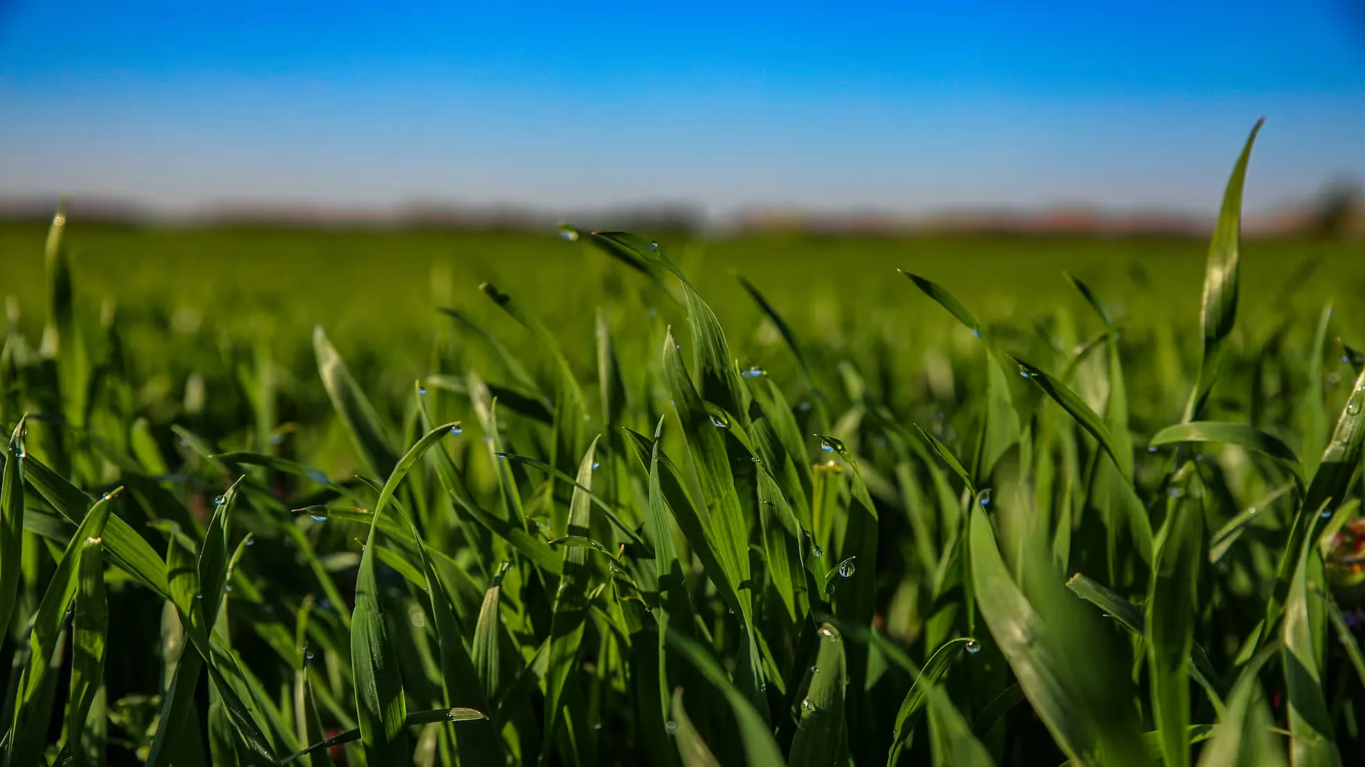 Yunhe - Key Points of Winter Wheat Planting Management Techniques