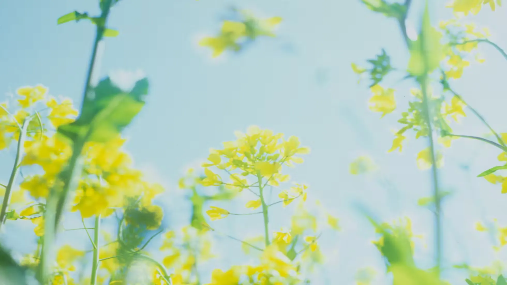 Yunhe - Key Points of Spring Field Management for Winter Rapeseed