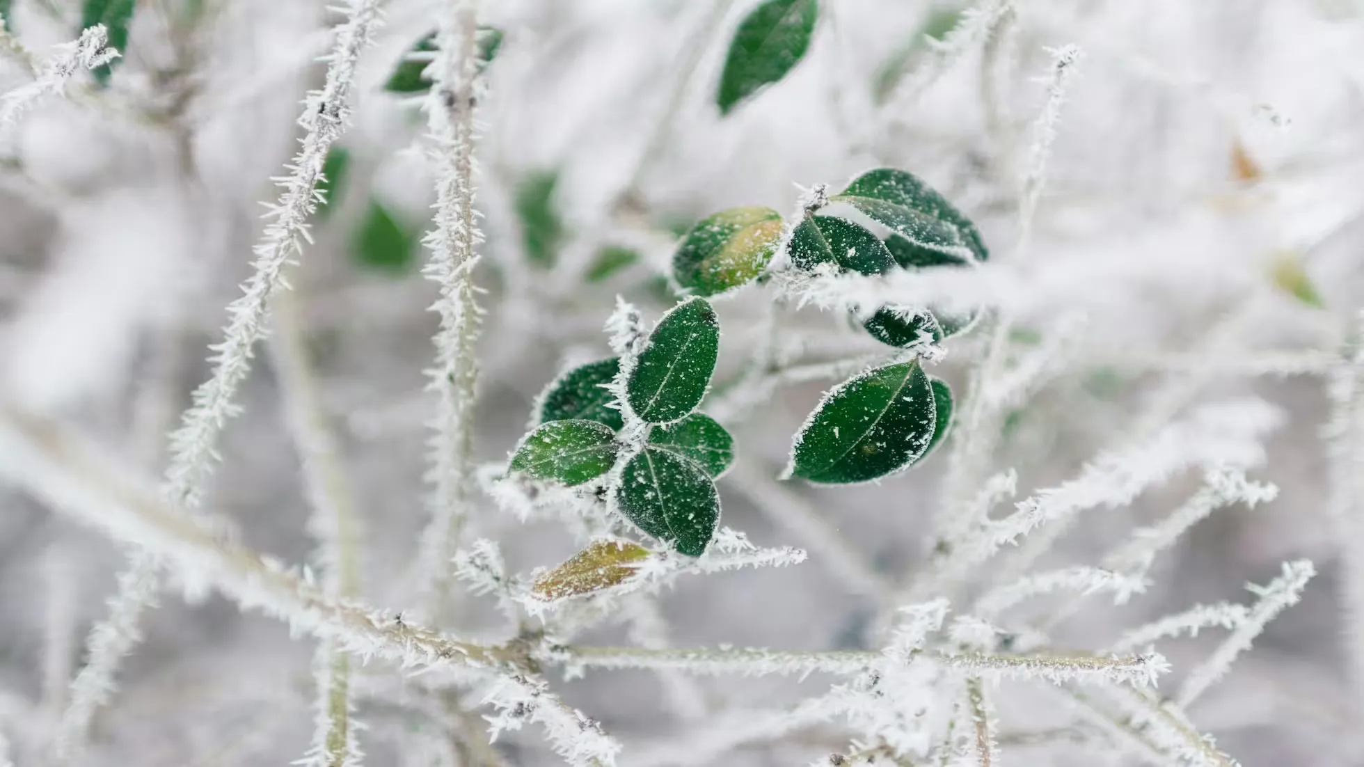 Yunhe - Scientific Defense and Management Techniques for Vegetable Production Under Cold Wave Weather