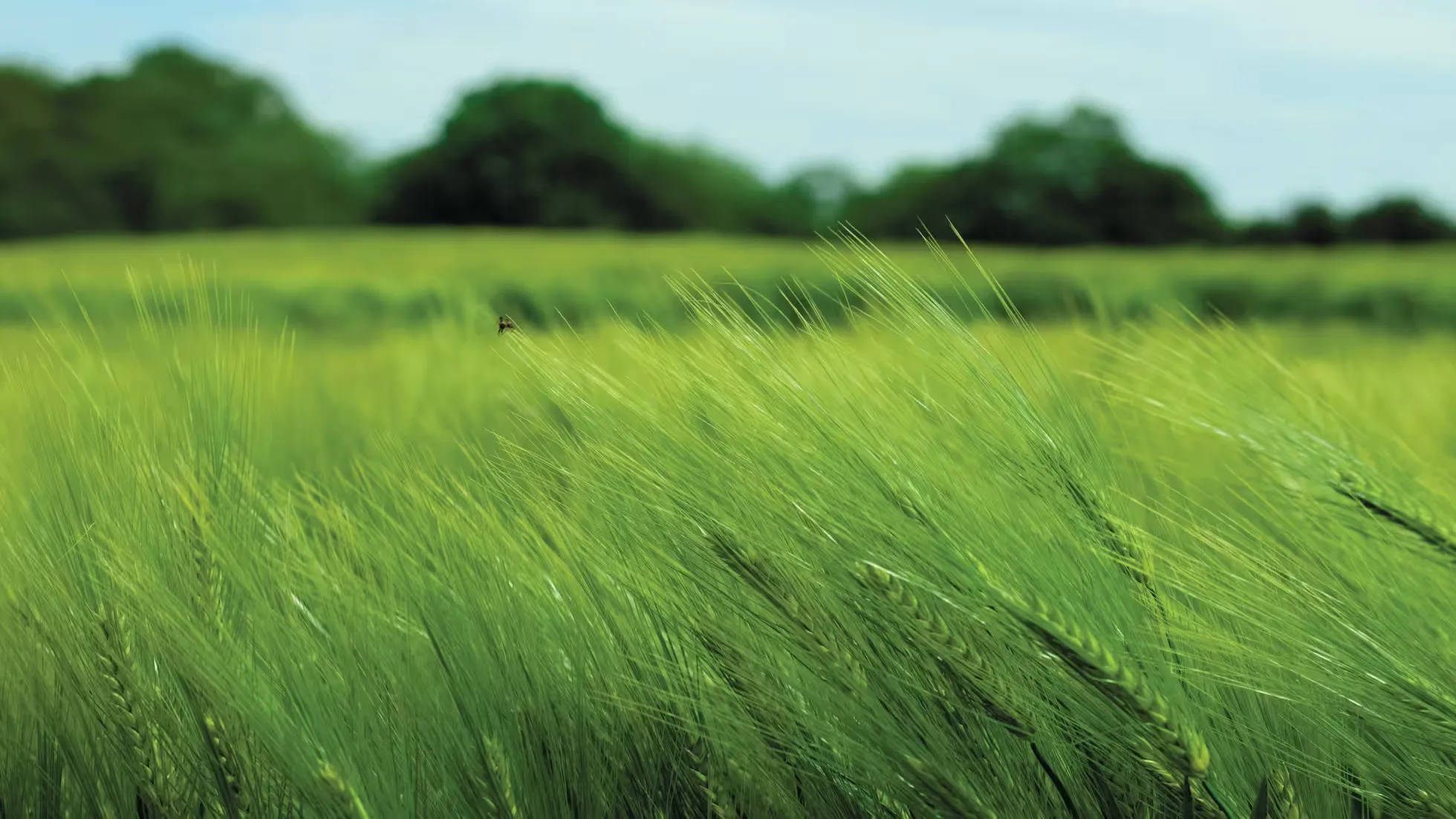 Yunhe - Key Technical Points for Controlling Excessive Growth, Drought Resistance, and Freeze Prevention to Ensure Safe Wintering of Wheat
