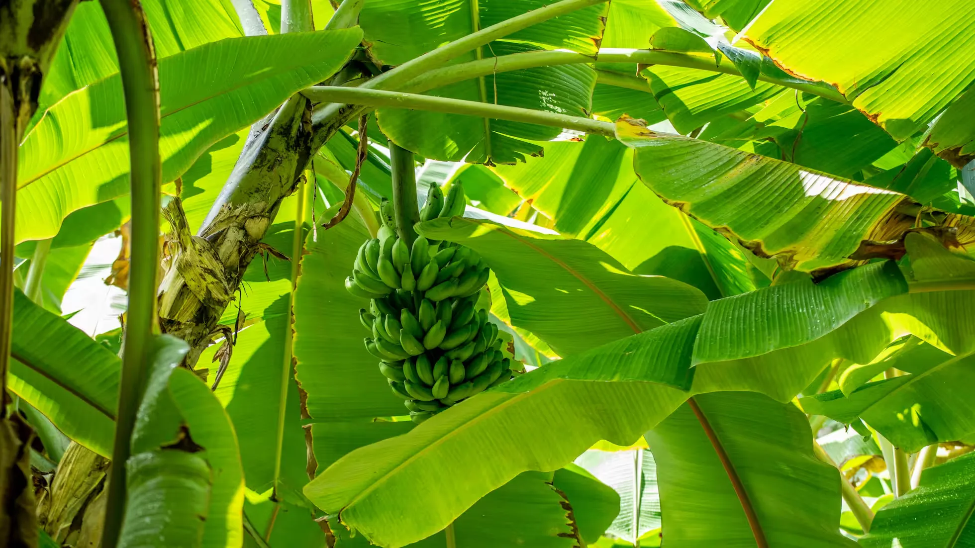 yunhe - Key Points for the Prevention and Control of Banana Diseases and Pests
