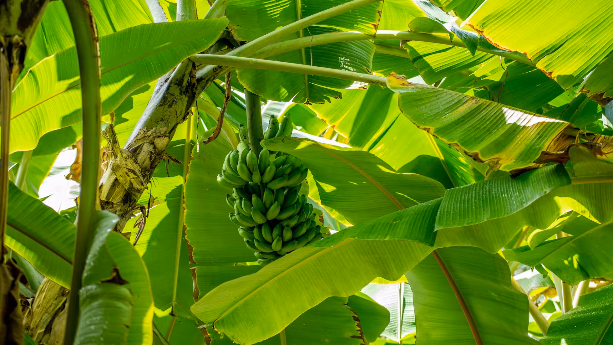 云合-香蕉病虫害防控要点