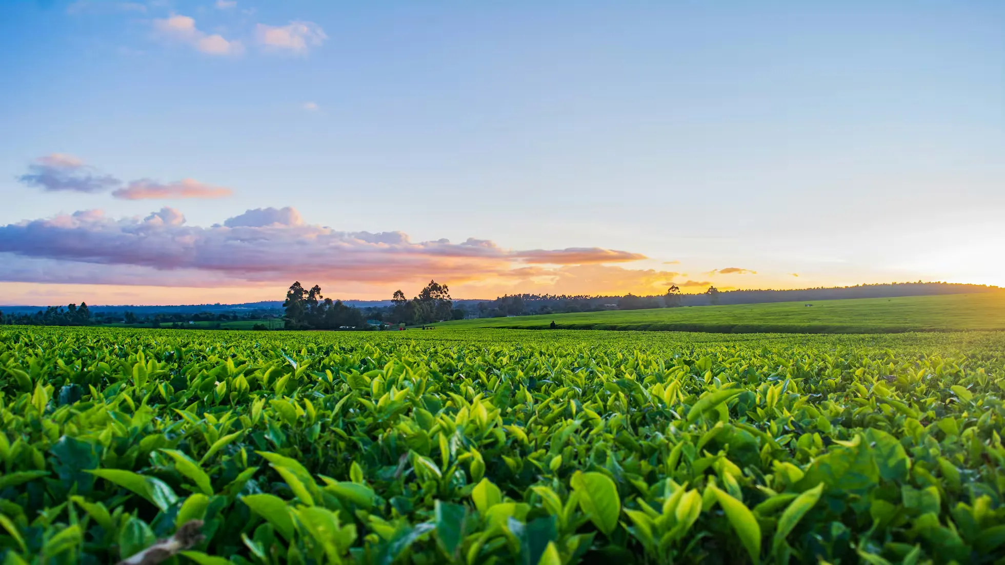 Key Technologies for Tobacco Seedling Cultivation