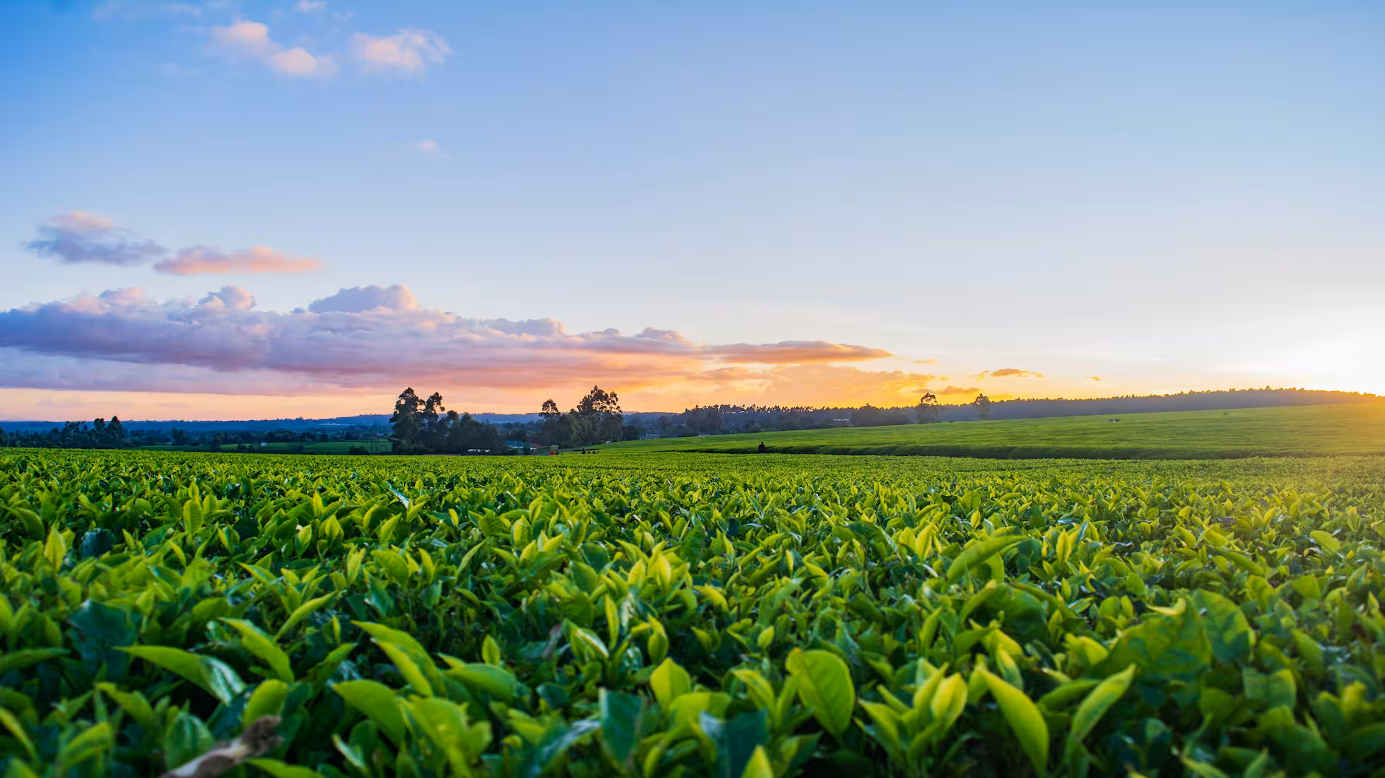 Pontos técnicos essenciais para a produção de mudas de tabaco