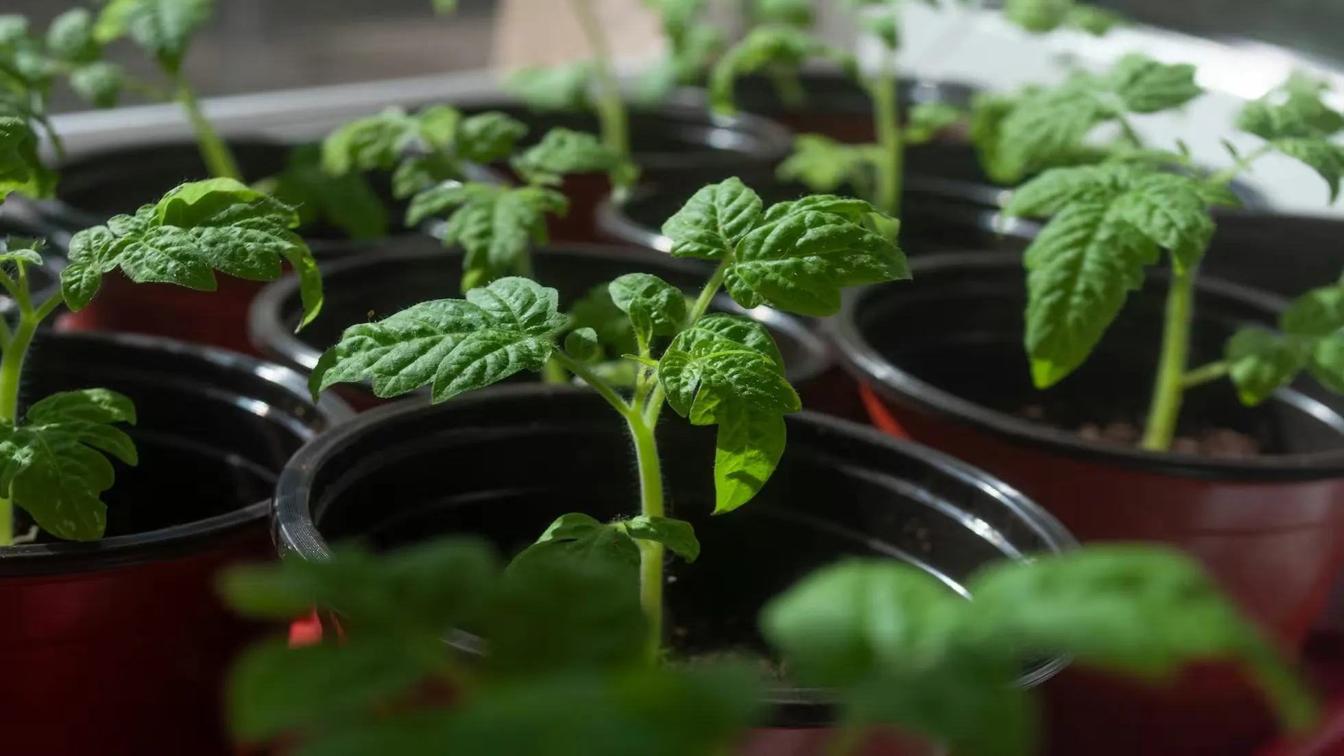 Yunhe - Key Technical Points for Tomato Seedling Management in Summer Nursery Stage