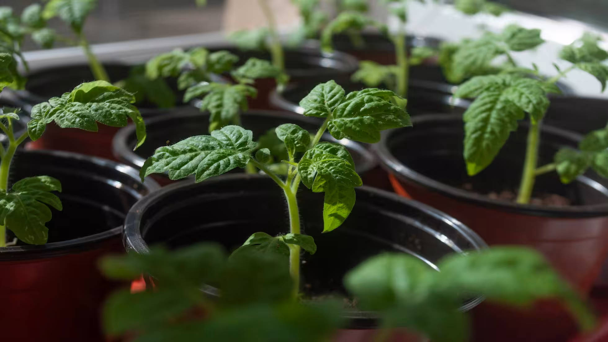 Yunhe - Key Technical Points for Tomato Seedling Management in Summer Nursery Stage