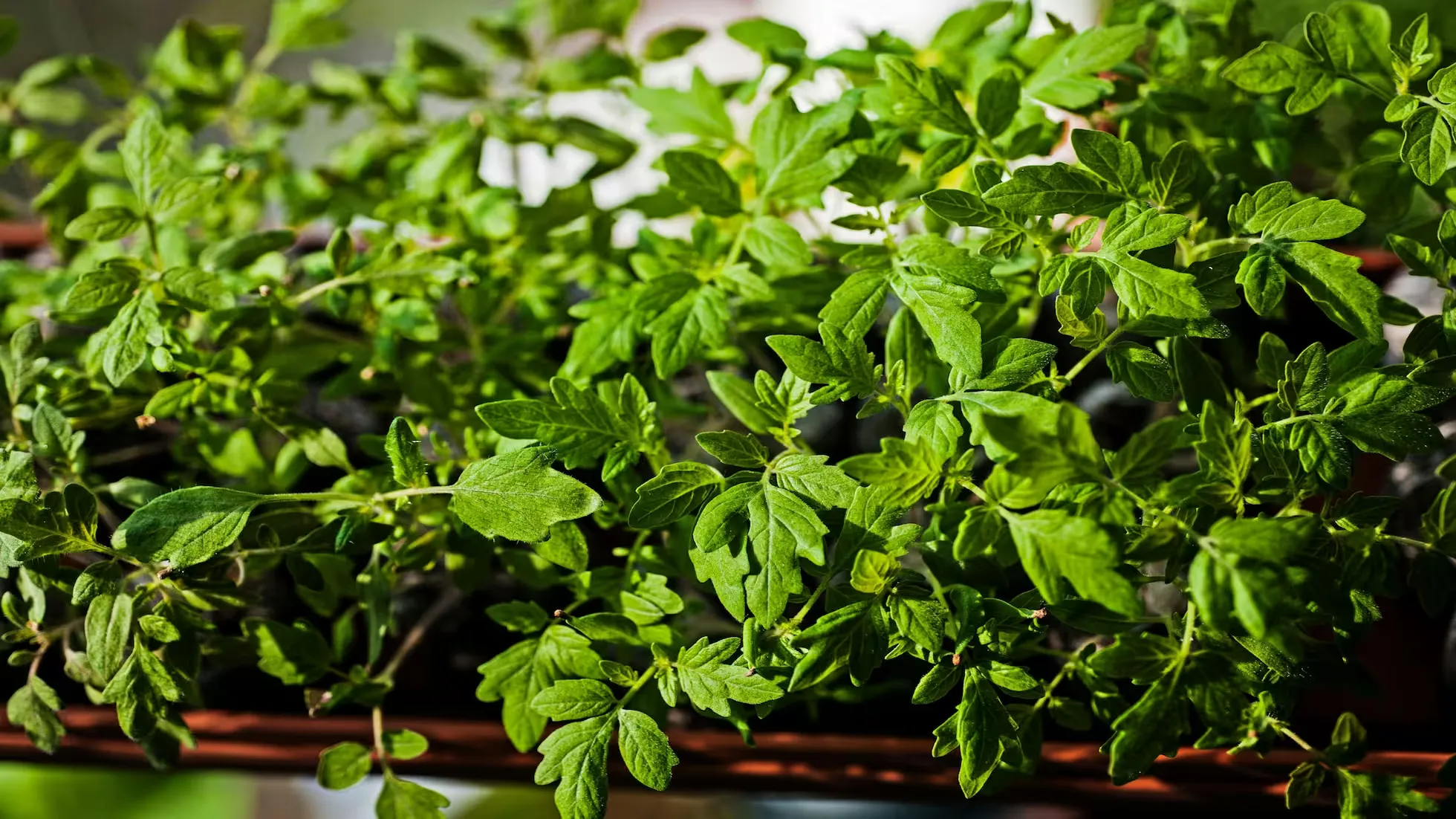 Yunhe - Key Points of Green Prevention and Control Technology for Tomato Leafminer